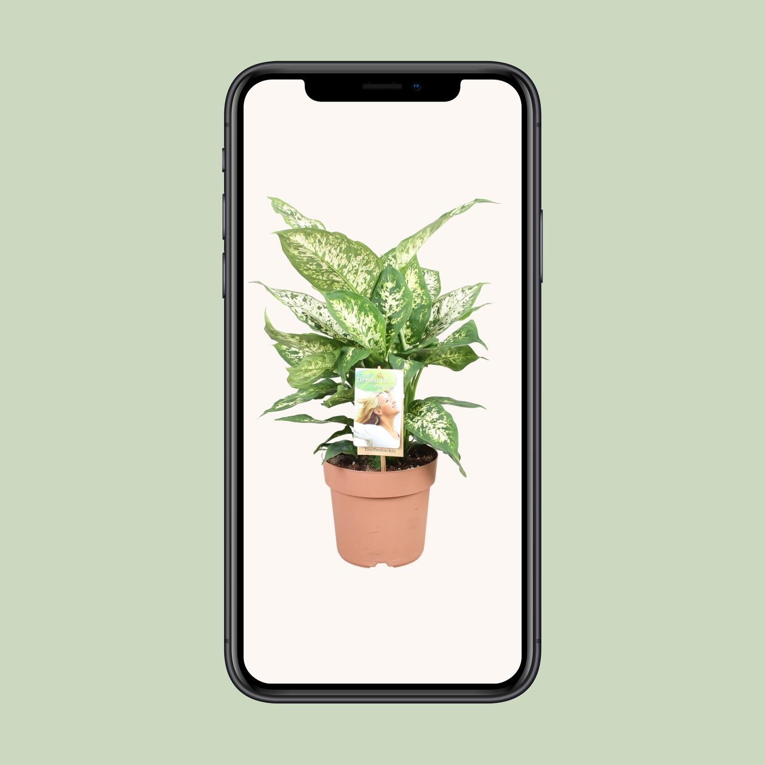 Dieffenbachia Compacta - Ø17cm - ↕45cm