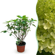 Hydrangea panniculata Limelight - Pluimhortensia - Winterhard - Lime Groen - 1 Plant - Pot 12cm - Hoogte Hoogte 20-30cm