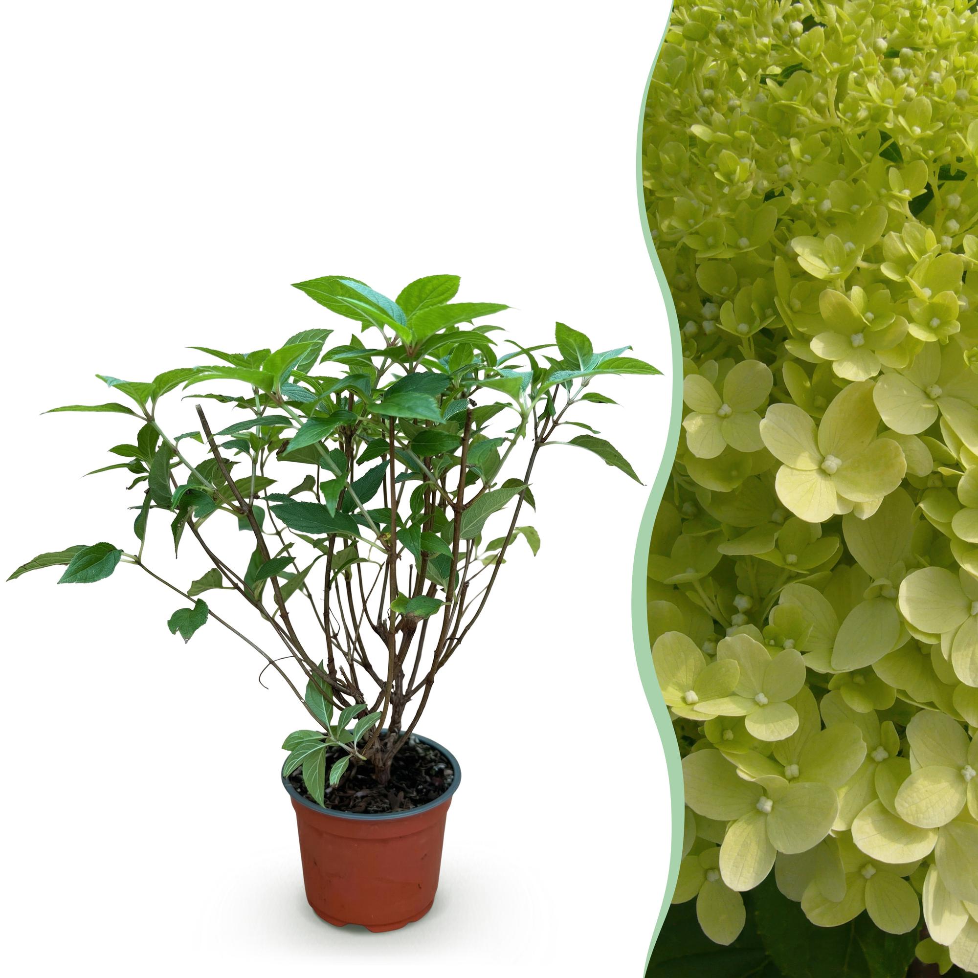 Hydrangea panniculata Limelight - Pluimhortensia - Winterhard - Lime Groen - 1 Plant - Pot 12cm - Hoogte Hoogte 20-30cm