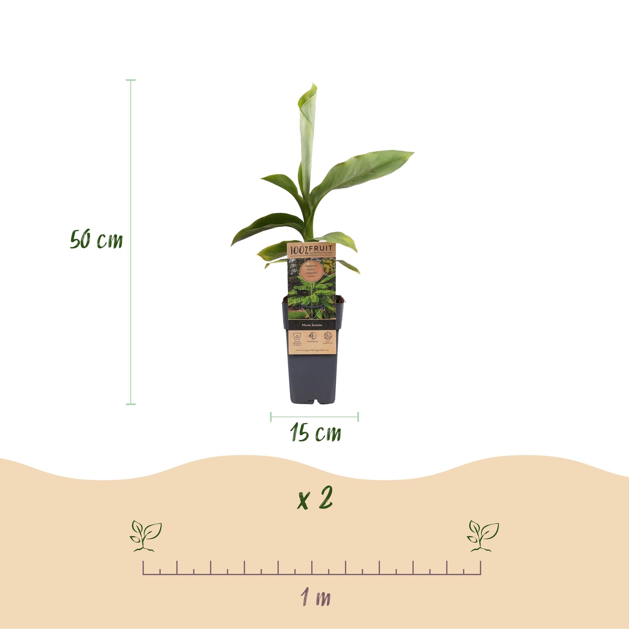Japanse vezelbanaan - Musa Basjoo - Winterhard - 2 planten - Pot 15cm Hoogte 50cm