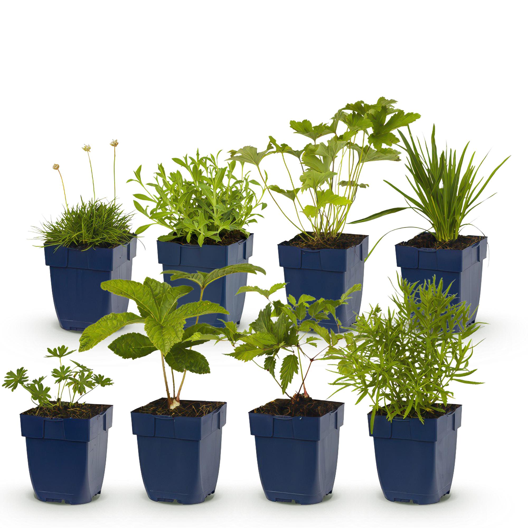 Green boutiQ – Beet-Set – Weiß – 8 Stauden – 1 m² – Verschiedene Farben – Pflegeleicht – 11-cm-Topf