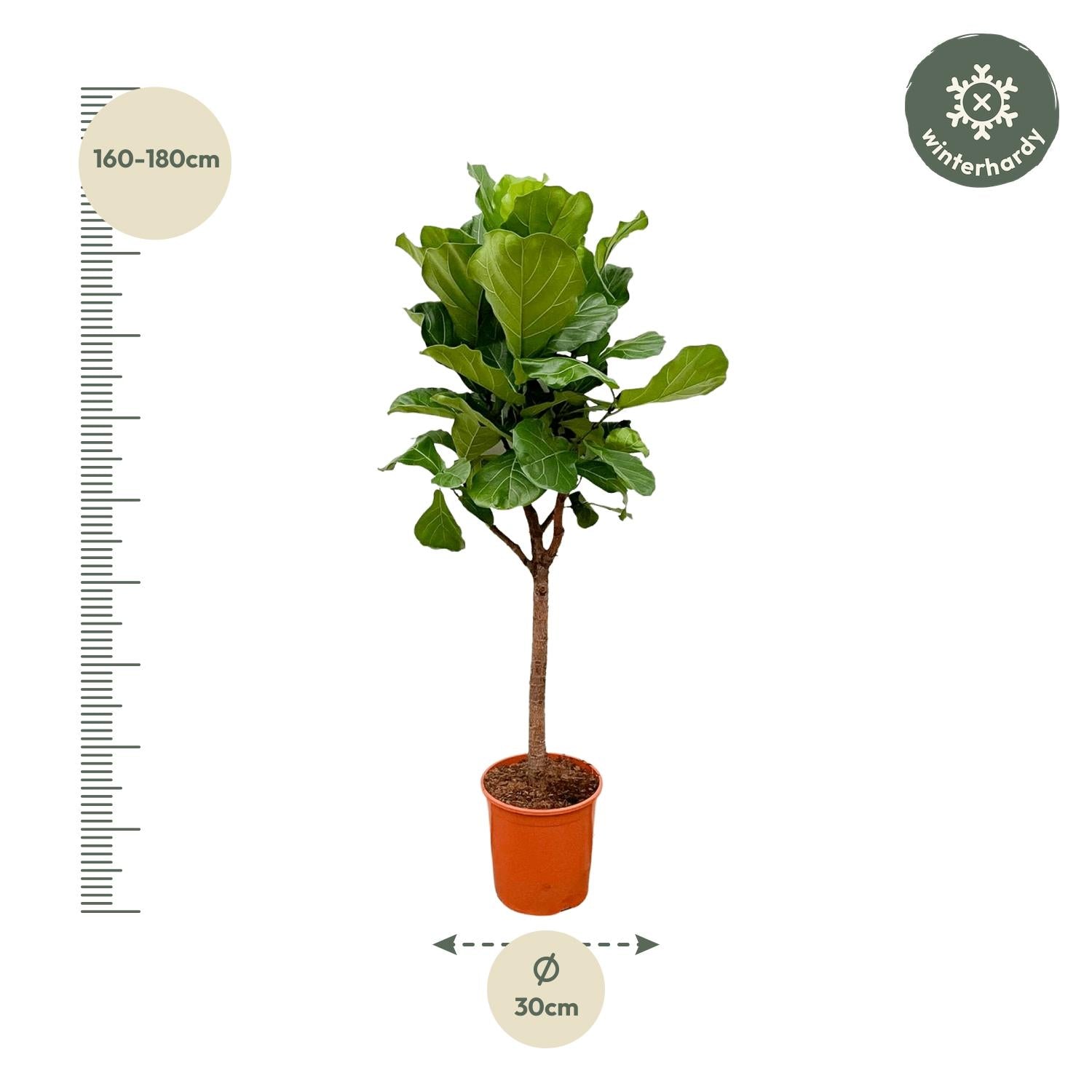 Ficus Lyrata - 180 cm - ⌀30