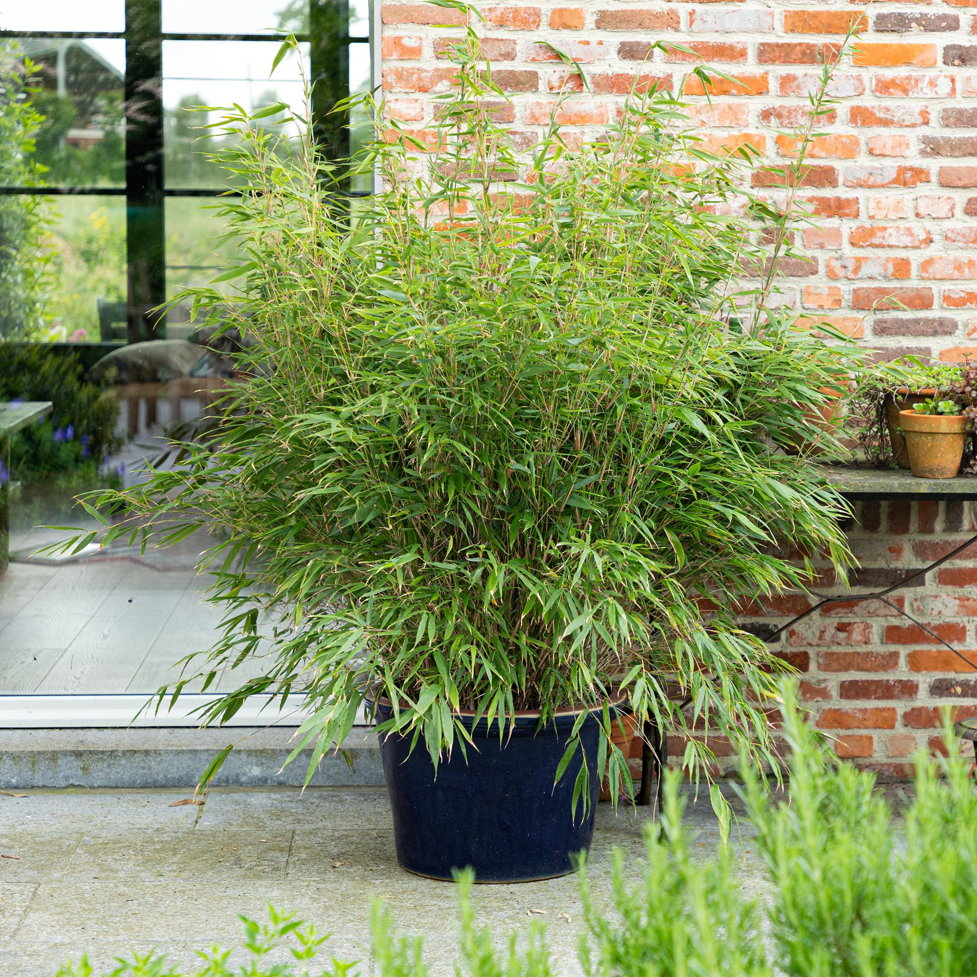 Fargesia Rufa - Niet Woekerende Bamboe - Bladhoudend - Groen - 2 Planten - Pot 23 cm - Hoogte 80 cm
