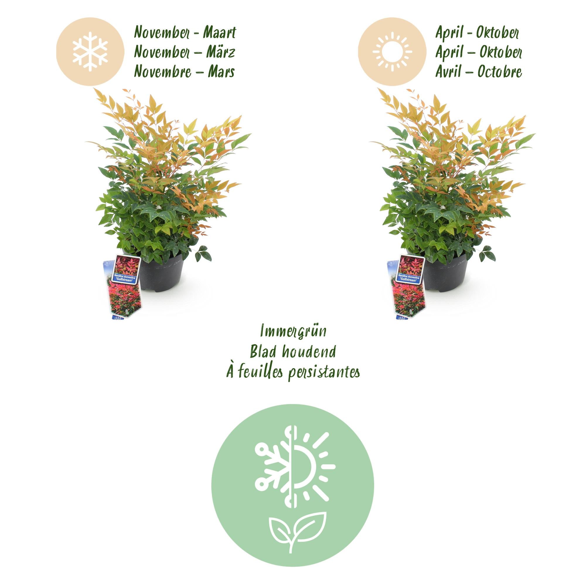 Nandina Gulfstream - Oranje - 2 Planten - Groenblijvend - Weinig Onderhoud - Pot 17cm Hoogte 45cm