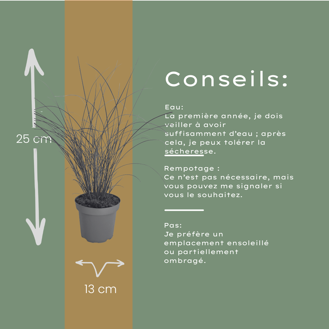 6x Miscanthus sinensis ‘Gracillimus’ – Elegant prachtriet met sierlijk overhangend blad | Potmaat 12 cm