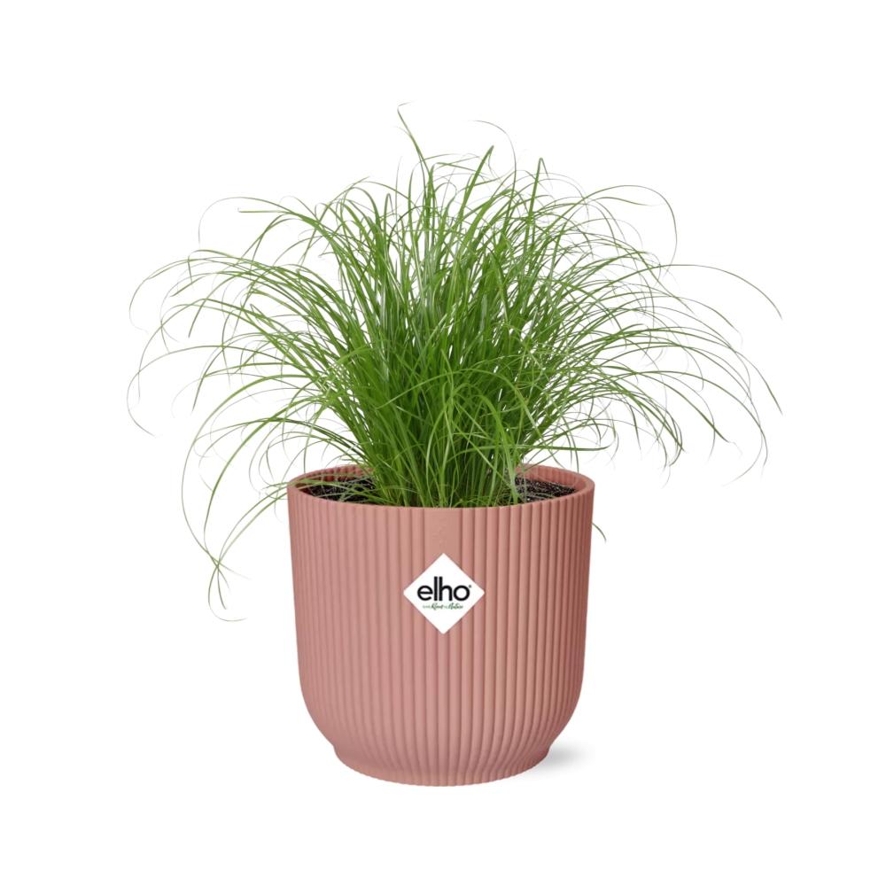 Cyperus Alternifolius Zumula en ELHO Vibes Fold 14cm rose
