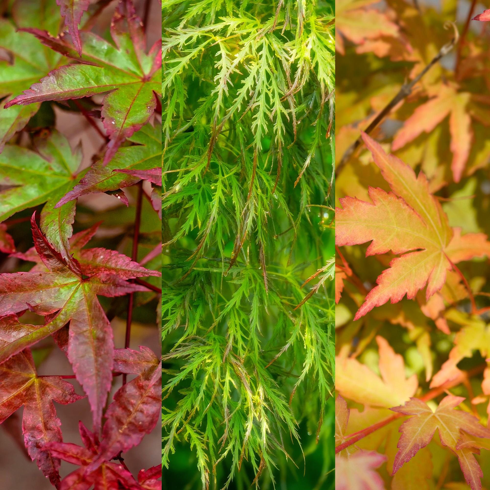 Acer palmatum Tricolour - Rood-Groen-Oranje  - 3 Planten - Blad verliezend - Weinig Onderhoud - Pot 12cm Hoogte 35cm