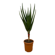 Aloë Barberae - 150 cm - Ø30cm
