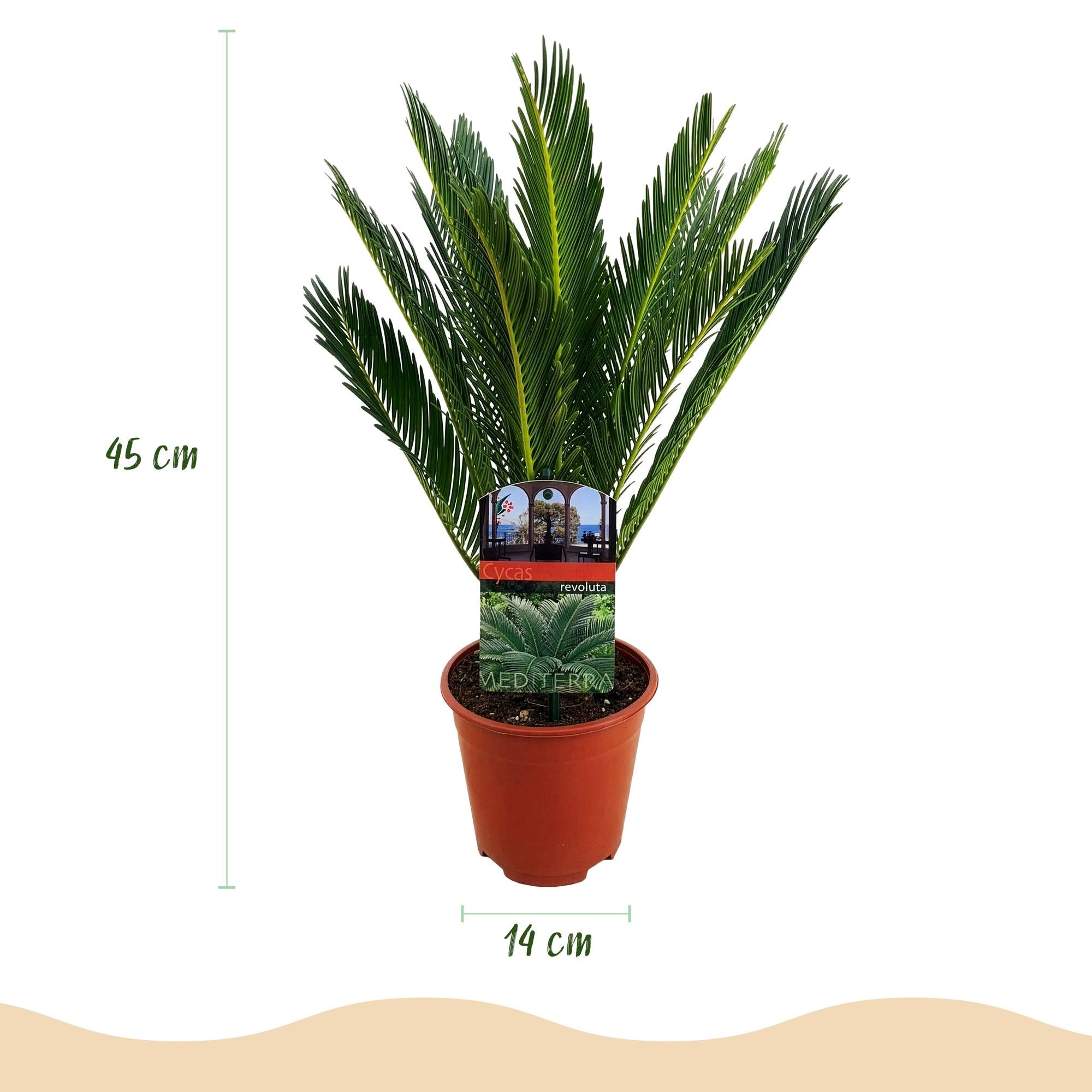 Cycas revoluta - Palmvaren - Weinig onderhoud - Groen - 2 - Pot 14cm - Hoogte 45cm