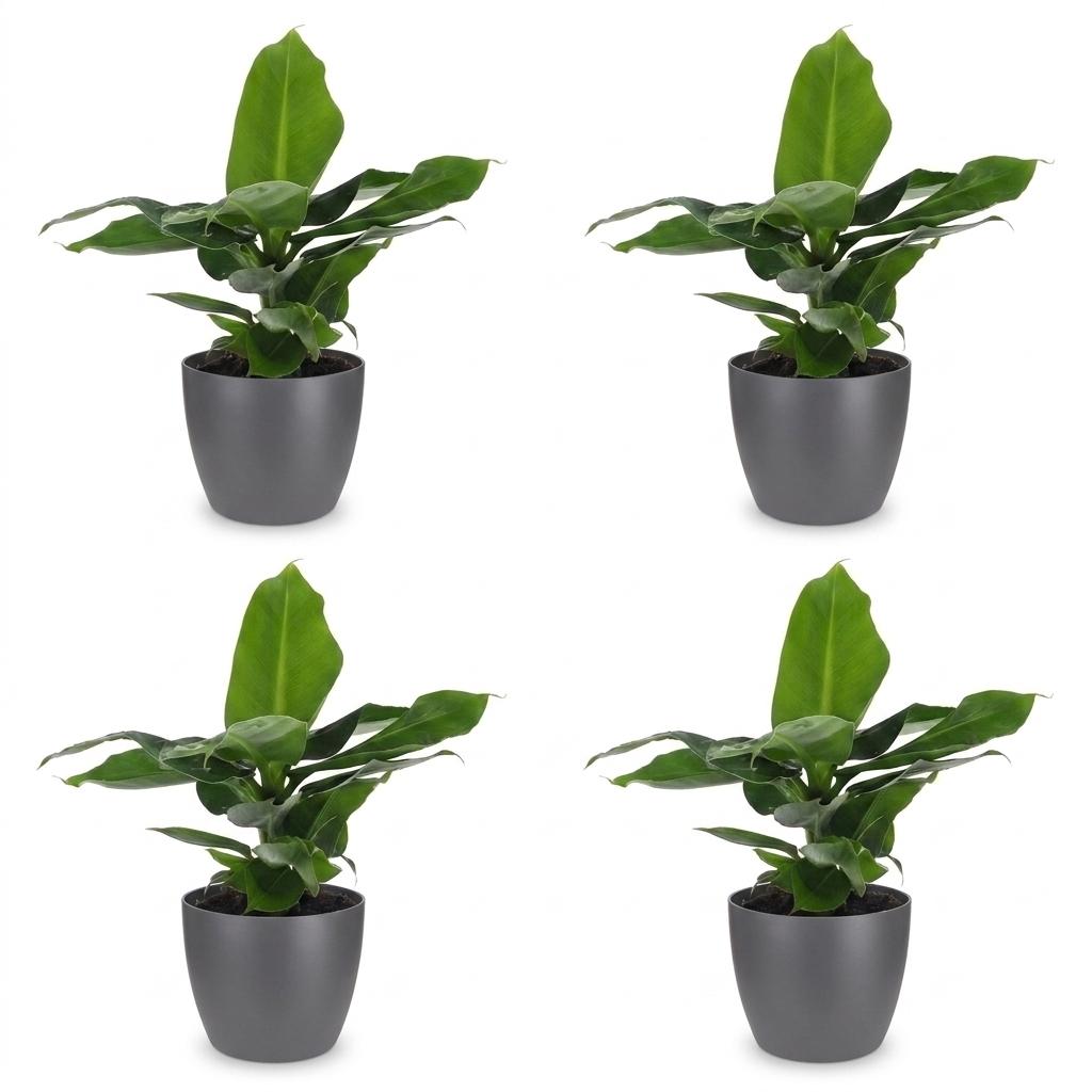 Musa Oriental Dwarf - Dwergbanaan - 4x - met Potter Grijs - Pot 12cm - Hoogte 30cm