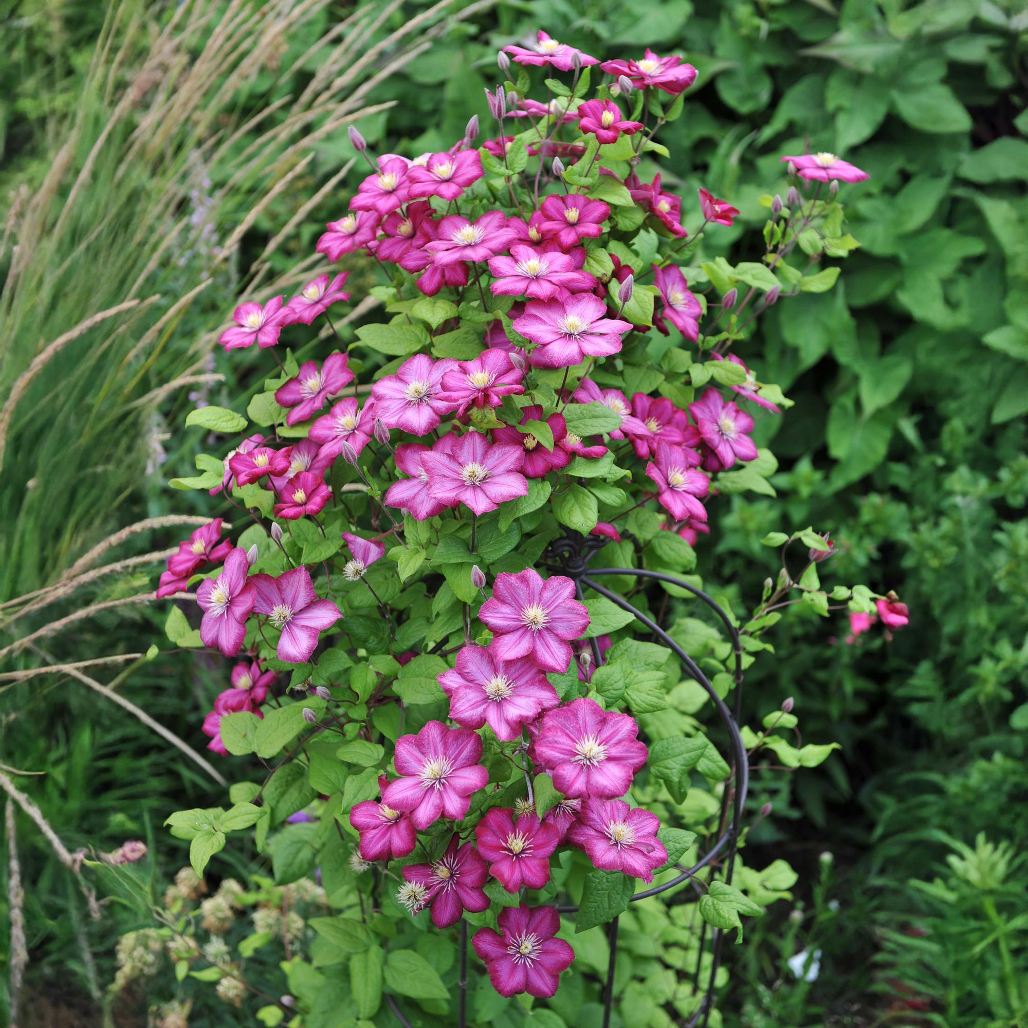 Green boutiQ – Kletterpflanze – Clematis Ville de Lyon – Rosa Blüte – Pflegeleicht – 2 Pflanzen – Topf 11 cm, Höhe 40 cm