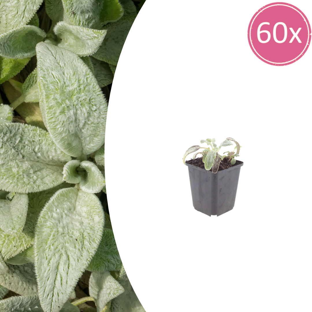 60x Stachys byzantina 'Silver Carpet' - ↕10-25cm - Ø9cm