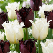 120 bulbos de mezcla Tulipa Breakdance - Varios - Floración primaveral - Tamaño del bulbo 11/12