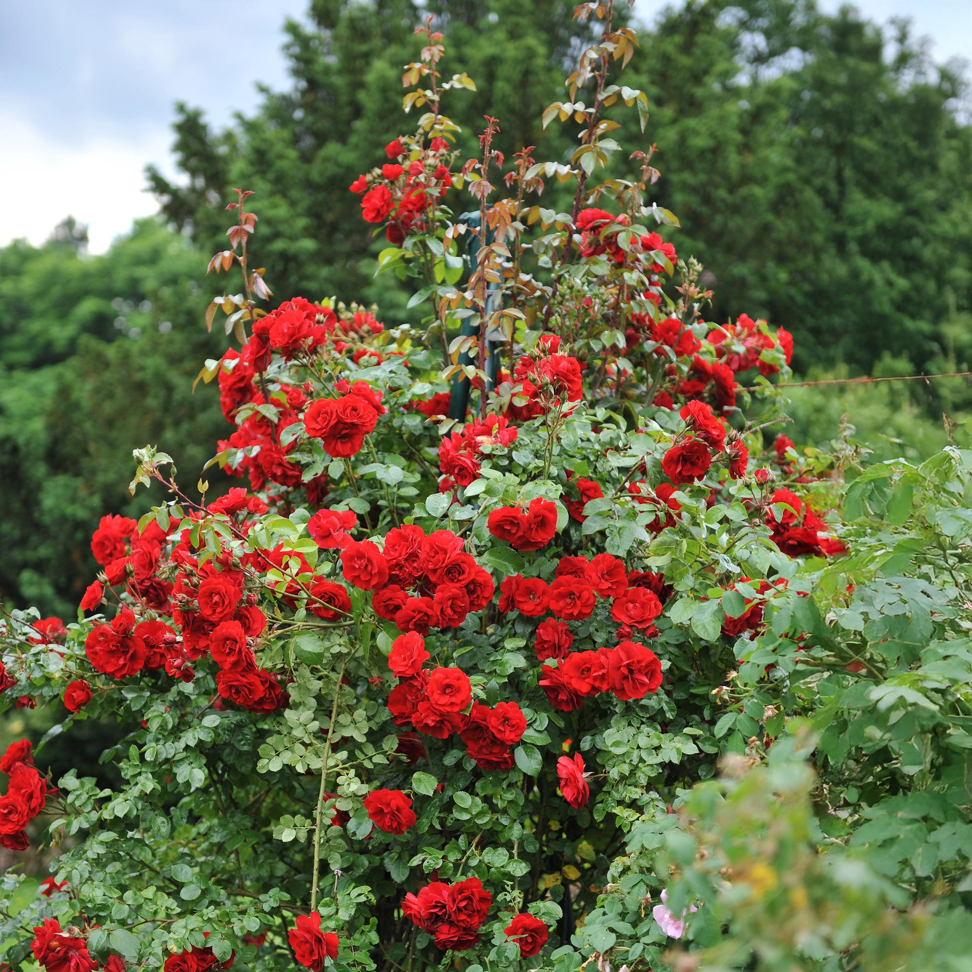 Green boutiQ – Kletterrose – Rosa Red Queen – Rote Blüte – Pflegeleicht – 2 Pflanzen – Topf 11 cm, Höhe 40 cm