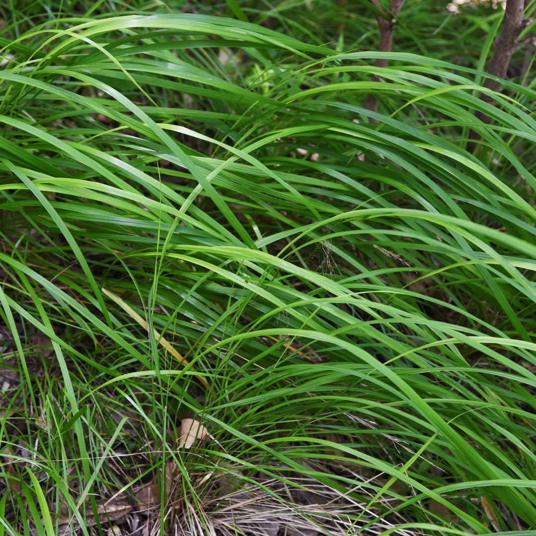 48x Carex morrowii - ↕10-25cm - Ø9cm