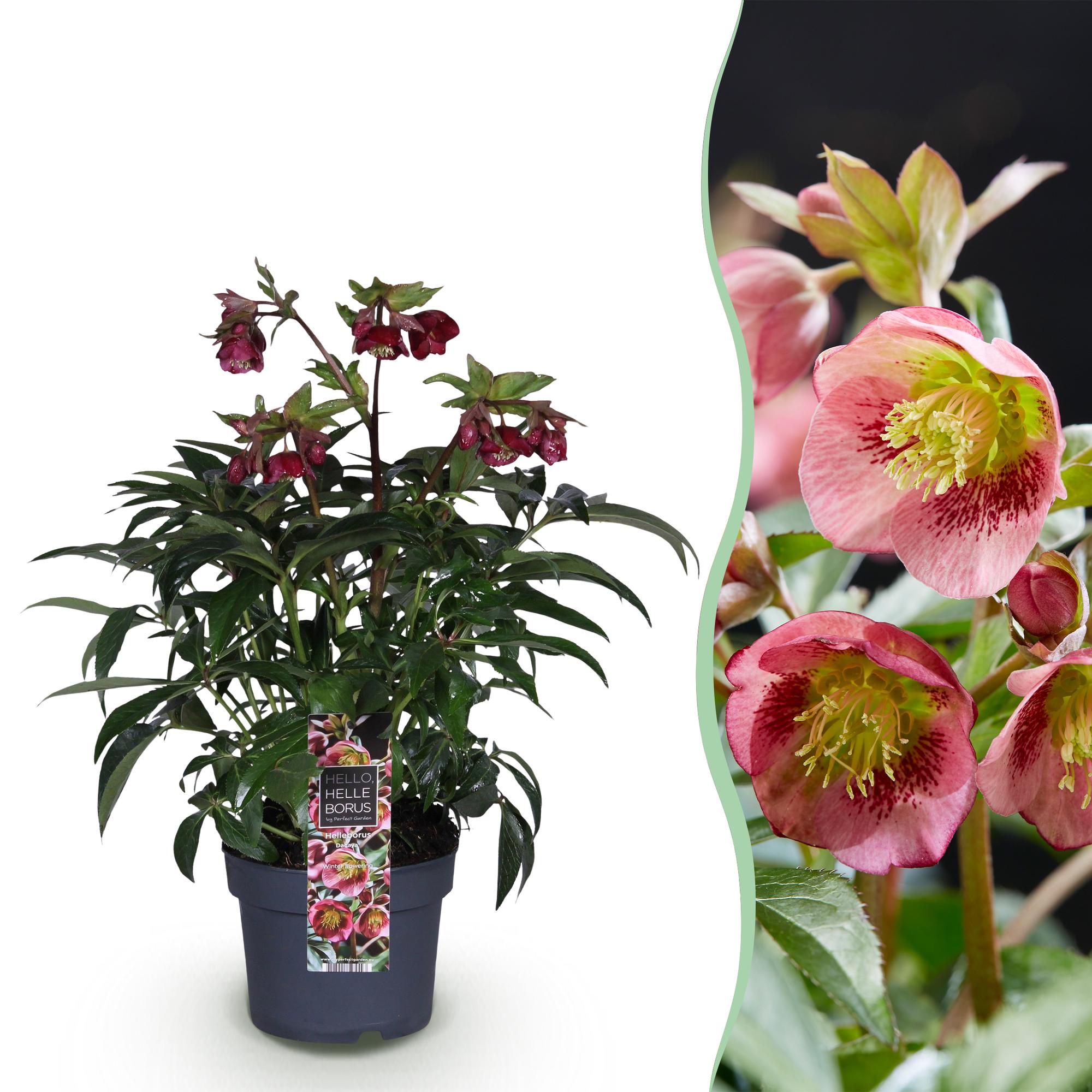 Lenten Rose - Helleborus Dacaya - Roze Bloem - Groenblijvend - Pot 19cm Hoogte 50cm
