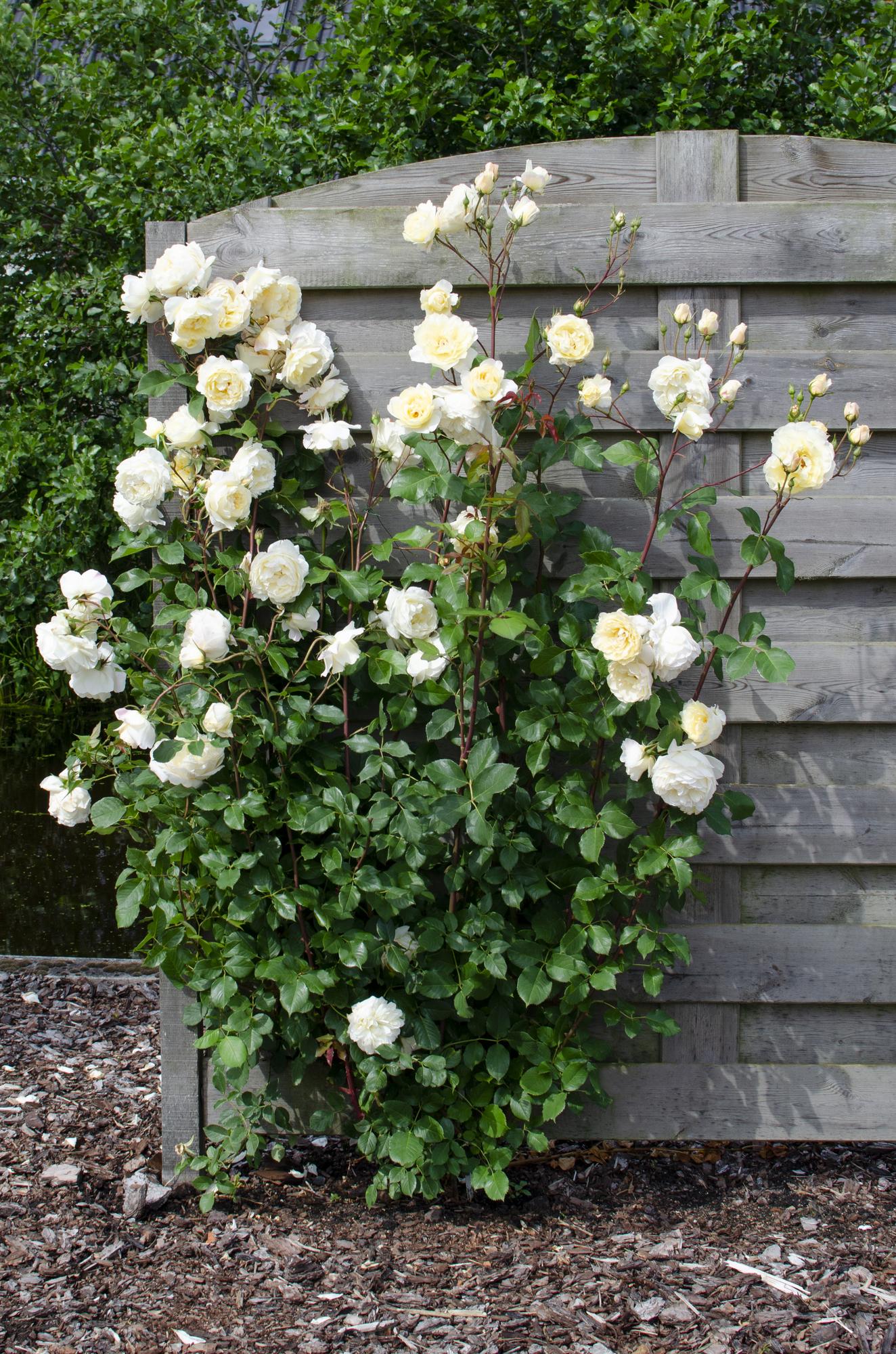 Rosa Crazy in love 'Vanille' - Rose crème - Ø15cm - ↕65cm