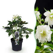 Lenten Rose - Helleborus orientalis Double Ellen White - Witte Bloem -1 Plant - Groenblijvend - Pot 14cm Hoogte 35cm