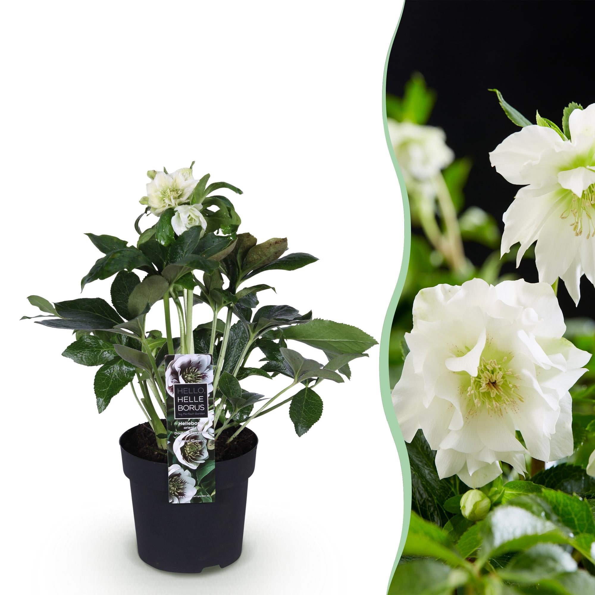 Lenten Rose - Helleborus orientalis Double Ellen White - Witte Bloem -1 Plant - Groenblijvend - Pot 14cm Hoogte 35cm
