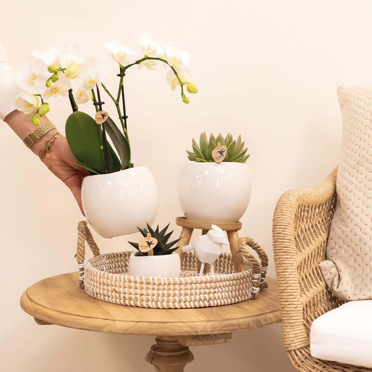 Kolibri Home | Bowl flowerpot - White ceramic decorative pot - pot size Ø9cm