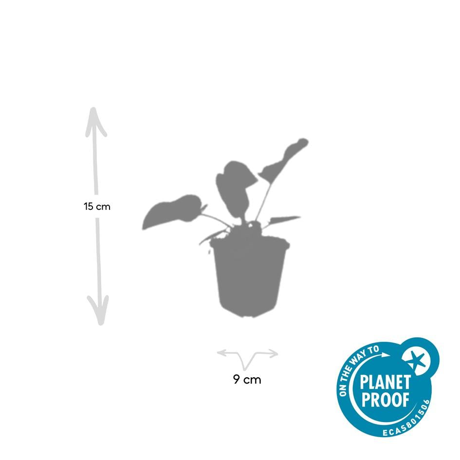 60x Phlomis russeliana - ↕10-25cm - Ø9cm