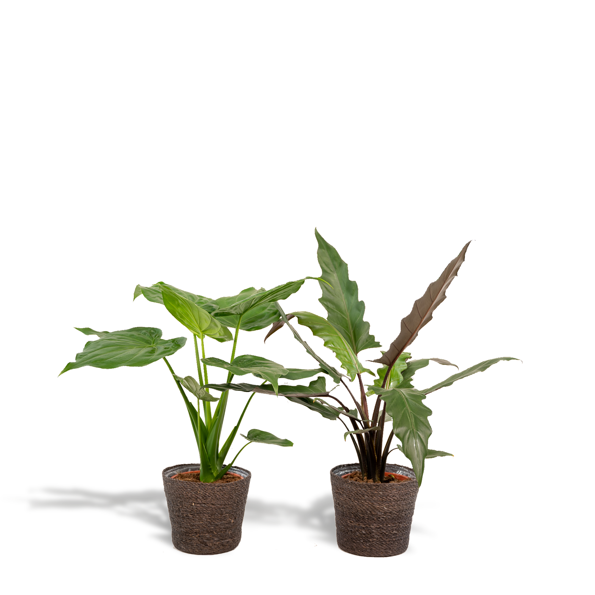 Alocasia Cucullata - Ø19cm - ↕60cm + Alocasia Lauterbachiana - Ø19cm - ↕75cm + Cesta Igmar