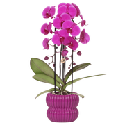 Kolibri Orchids | Paarse Freeride Niagara Falls orchidee + Horizon sierpot paars – potmaat Ø12cm