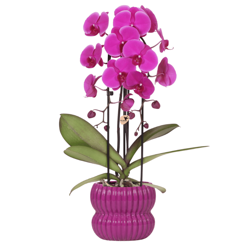 Kolibri Orchids | Paarse Freeride Niagara Falls orchidee + Horizon sierpot paars – potmaat Ø12cm
