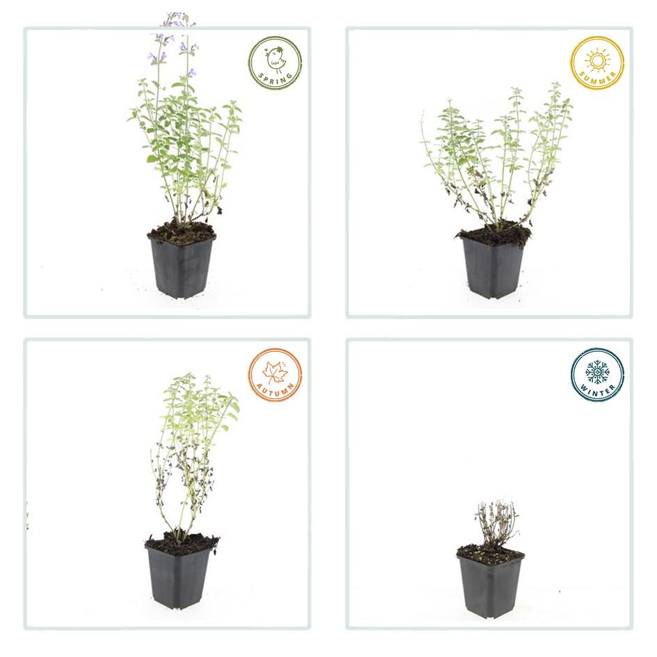 48x Nepeta 'Walker's Low' - ↕10-25cm - Ø9cm