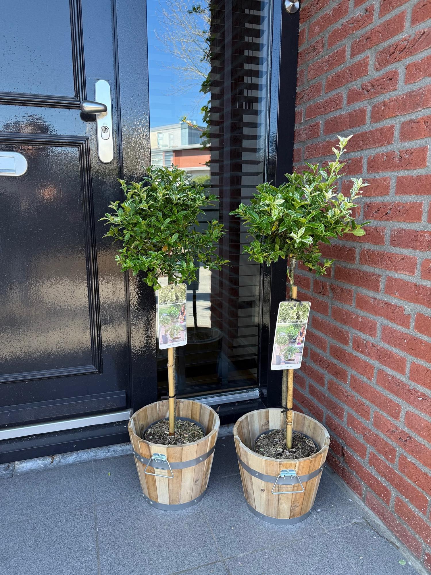Euonymus fortunei Harlequin - Terras Plant - Bladhoudend - Winterhard - Groen-Wit Blad - Pot 19cm Hoogte 90cm