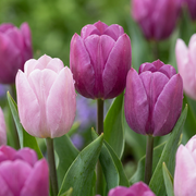 80x Tulipa Prince mix - Bloembollen - Tulp Prince mix - Diversen - Voorjaarsbloeier - Bolmaat 11/16
