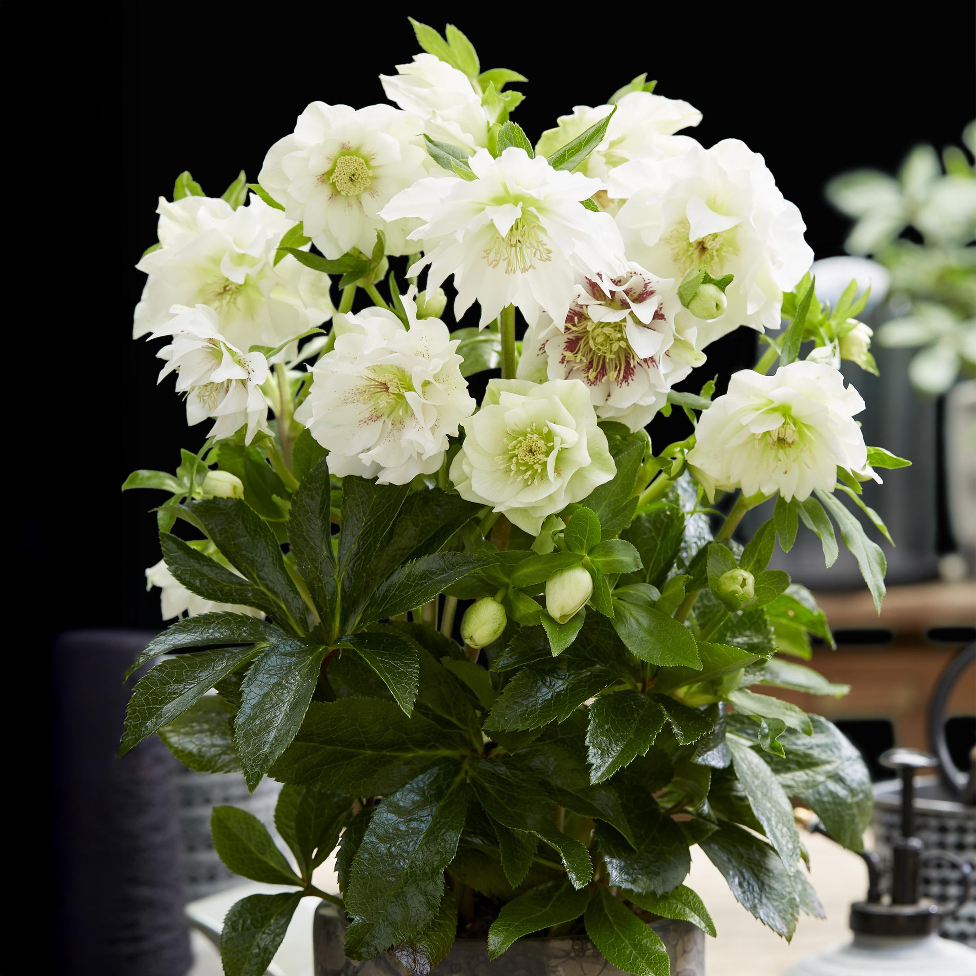 Lenten Rose - Helleborus orientalis Double Ellen White - Witte Bloem -2 Planten - Groenblijvend - Pot 14cm Hoogte 35cm
