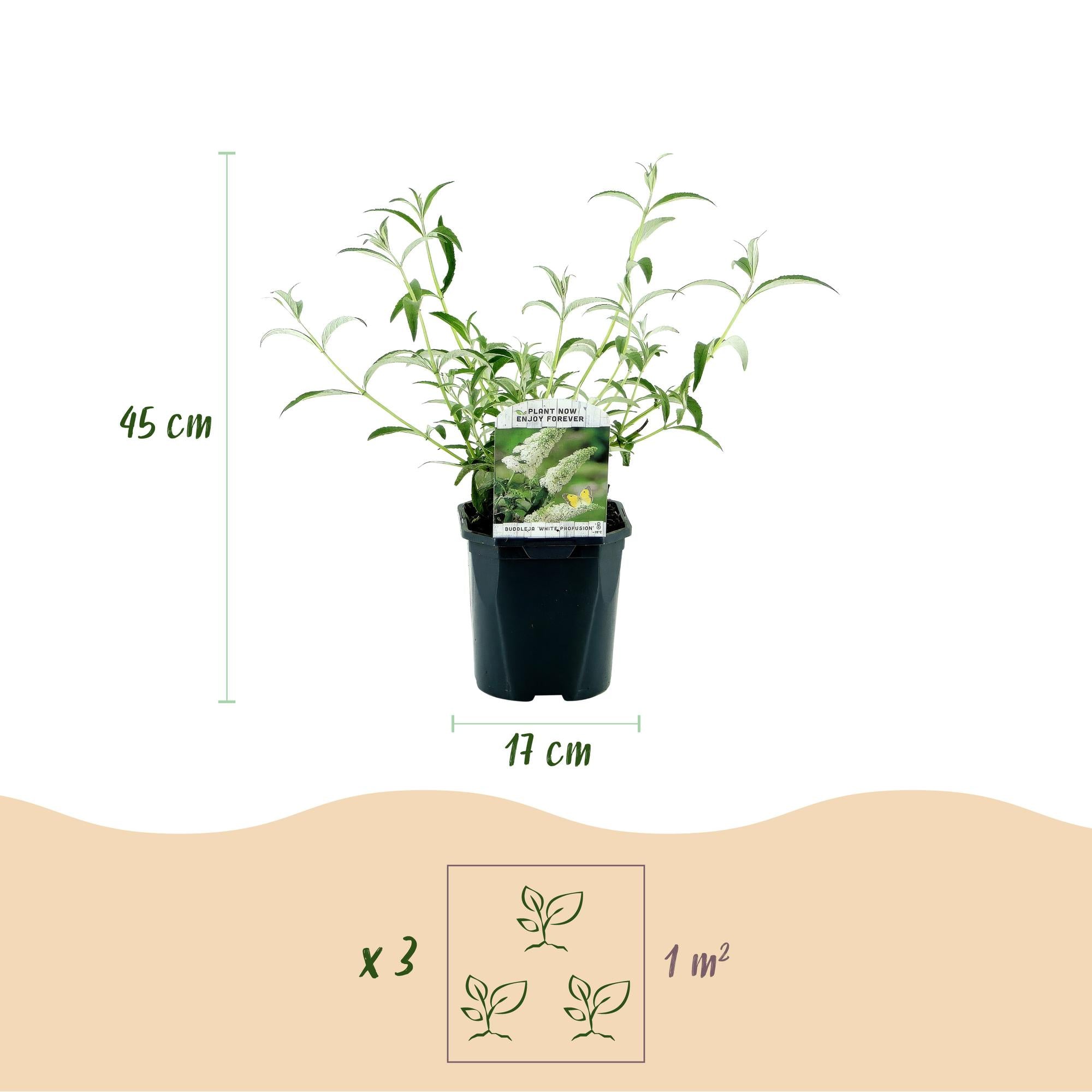 Buddleja davidii White Profusion - Vlinderstruik - Winterhard - Wit - 3 Planten - Pot 17cm - Hoogte 45cm