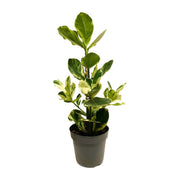 Clusia Rosea White Star - Ø17cm - ↕60cm