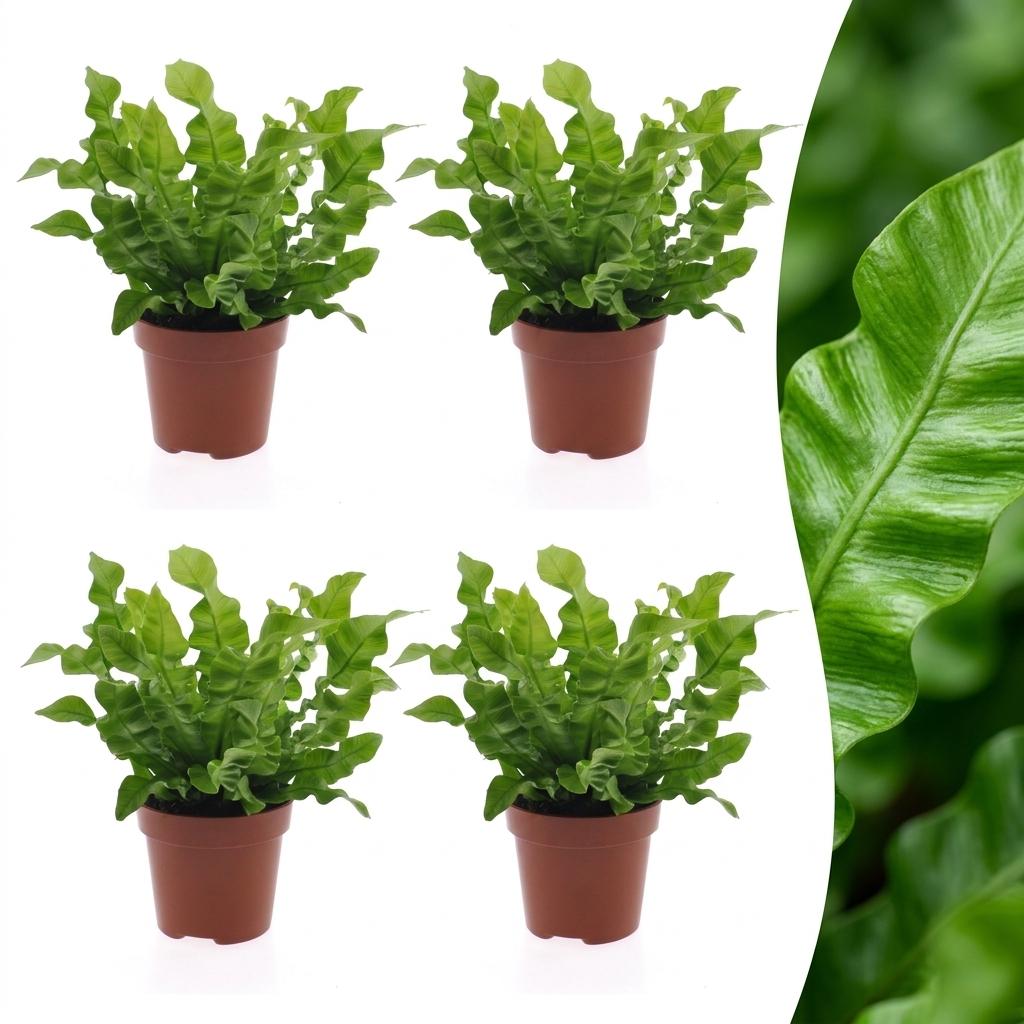 Asplenium Crispy Wave - 4x - Pot 12cm - Hoogte - 30cm