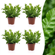 Asplenium Crispy Wave - 4x - Pot 12cm - Hoogte - 30cm
