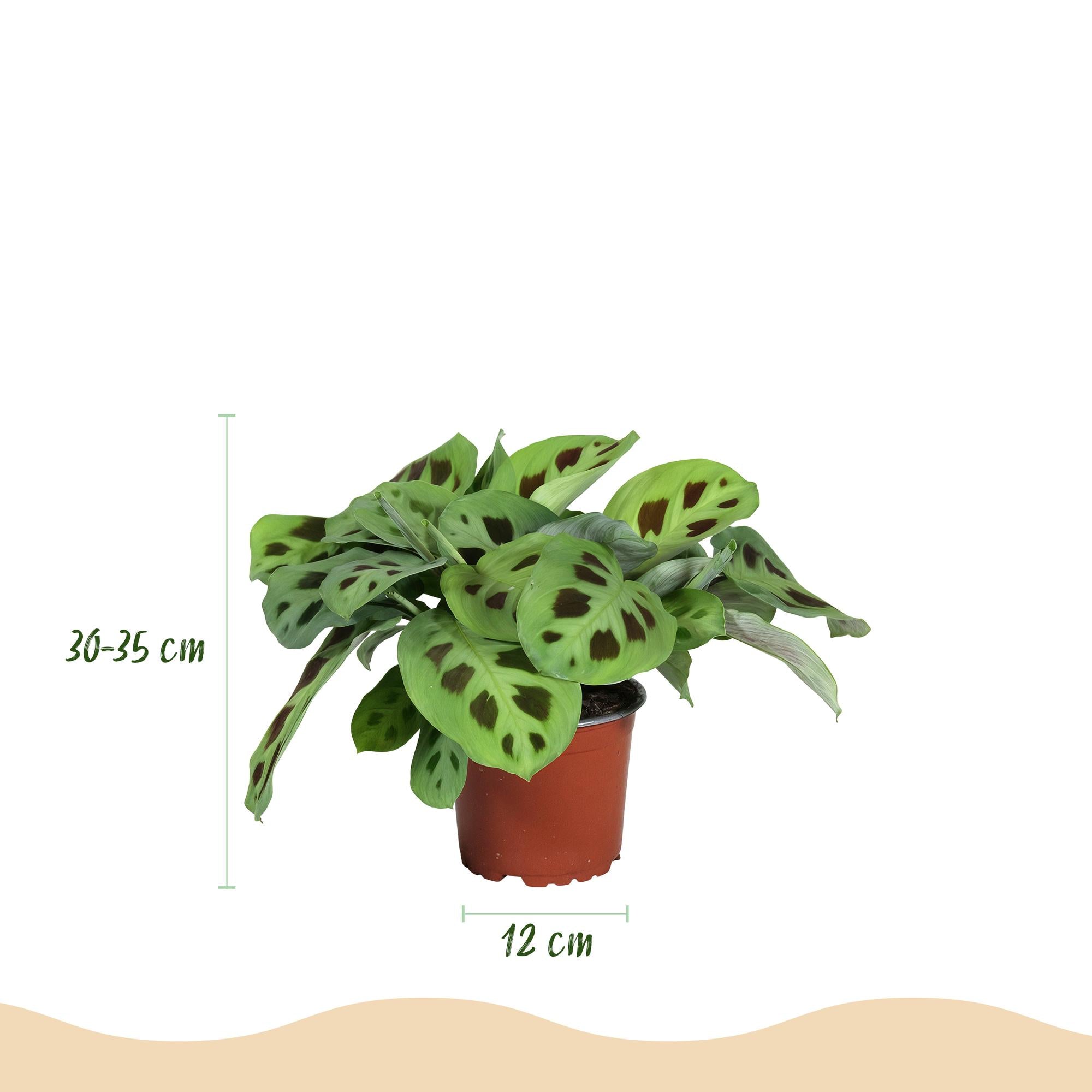 Maranta Fascinator Kerchoveana - Gebedsplant - Huisdiervriendelijk - Groen - 2 Planten - Pot 12cm - Hoogte 30-35cm