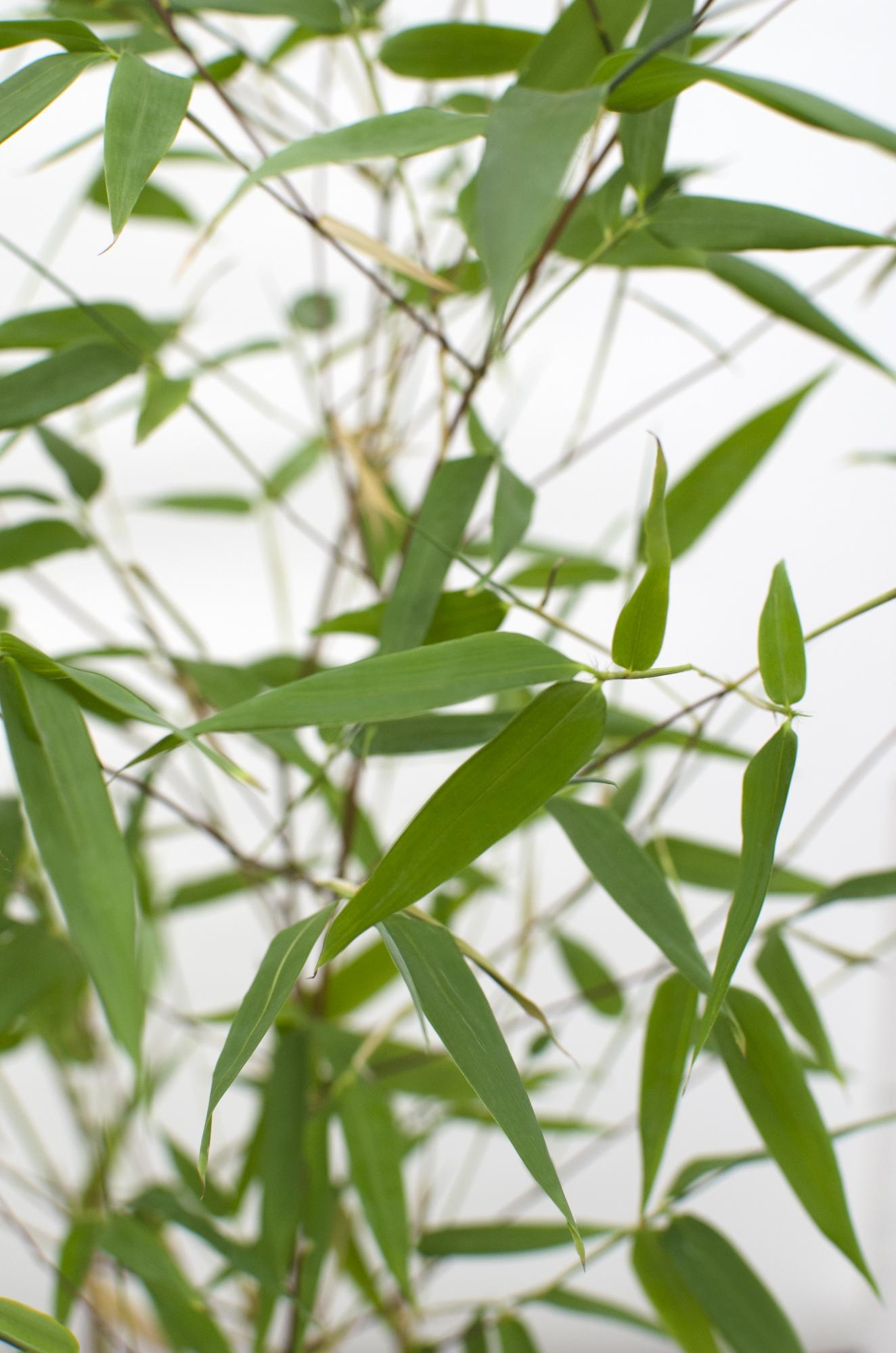 Phyllostachys 'Bissetii' - Bambù a stelo verde - Ø14cm - ↕100cm