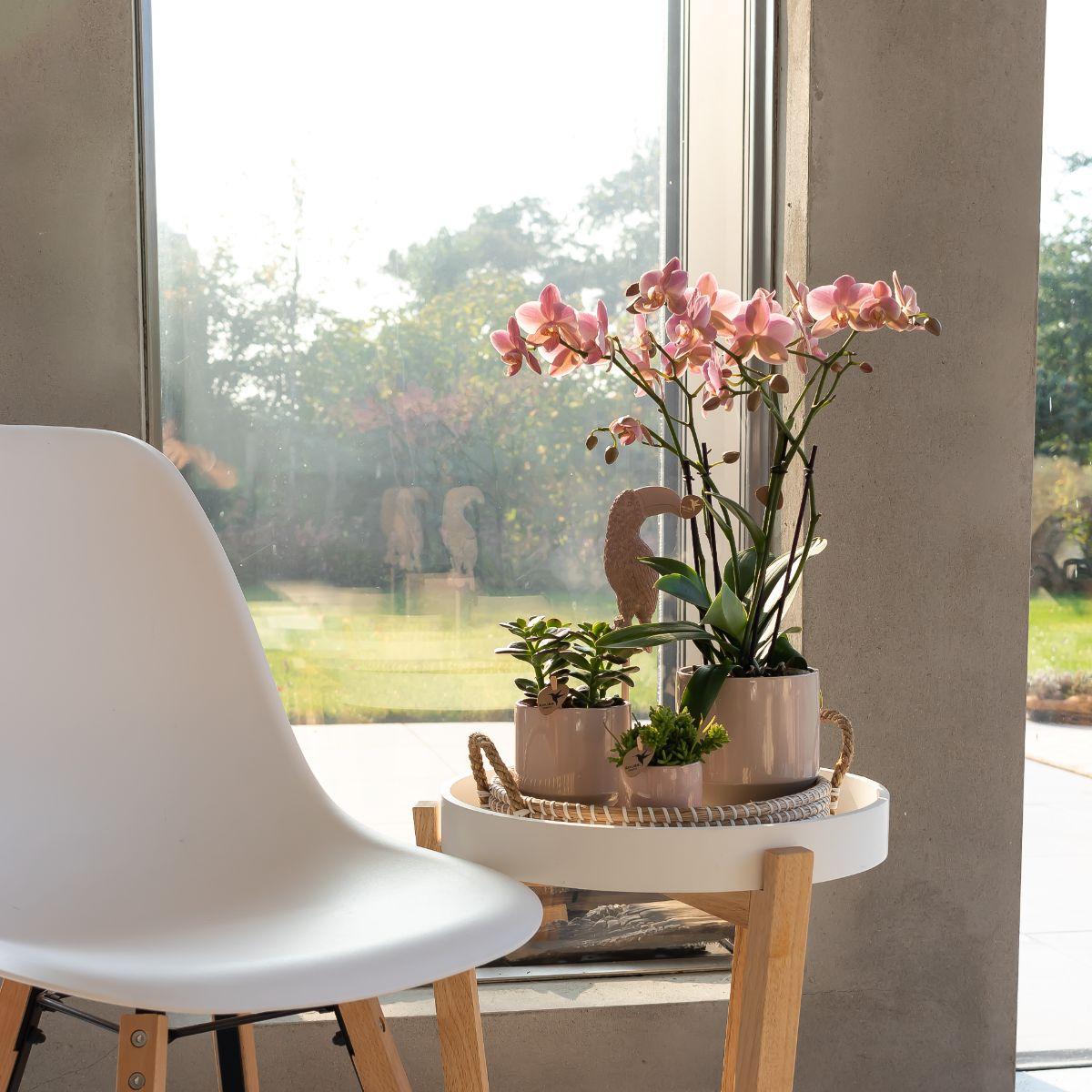Kolibri Orchids | orchidea Phalaenopsis rosa antico - Jewel Treviso - vaso Ø9cm | pianta da appartamento fiorita - fresca dal coltivatore
