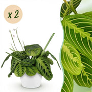 Maranta Fascinator Lemon Lime - Gebedsplant - 2 Planten - met Potter Wit - Pot 12cm - Hoogte 25cm
