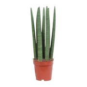 Sansevieria Recta - Ø12cm - ↕40cm