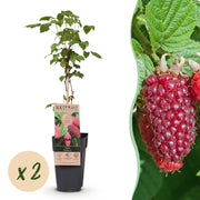 Rubus log. Tayberry - Braamboos - Winterhard - Paarse Framboos - 2 Planten - Pot 15cm - Hoogte 50cm