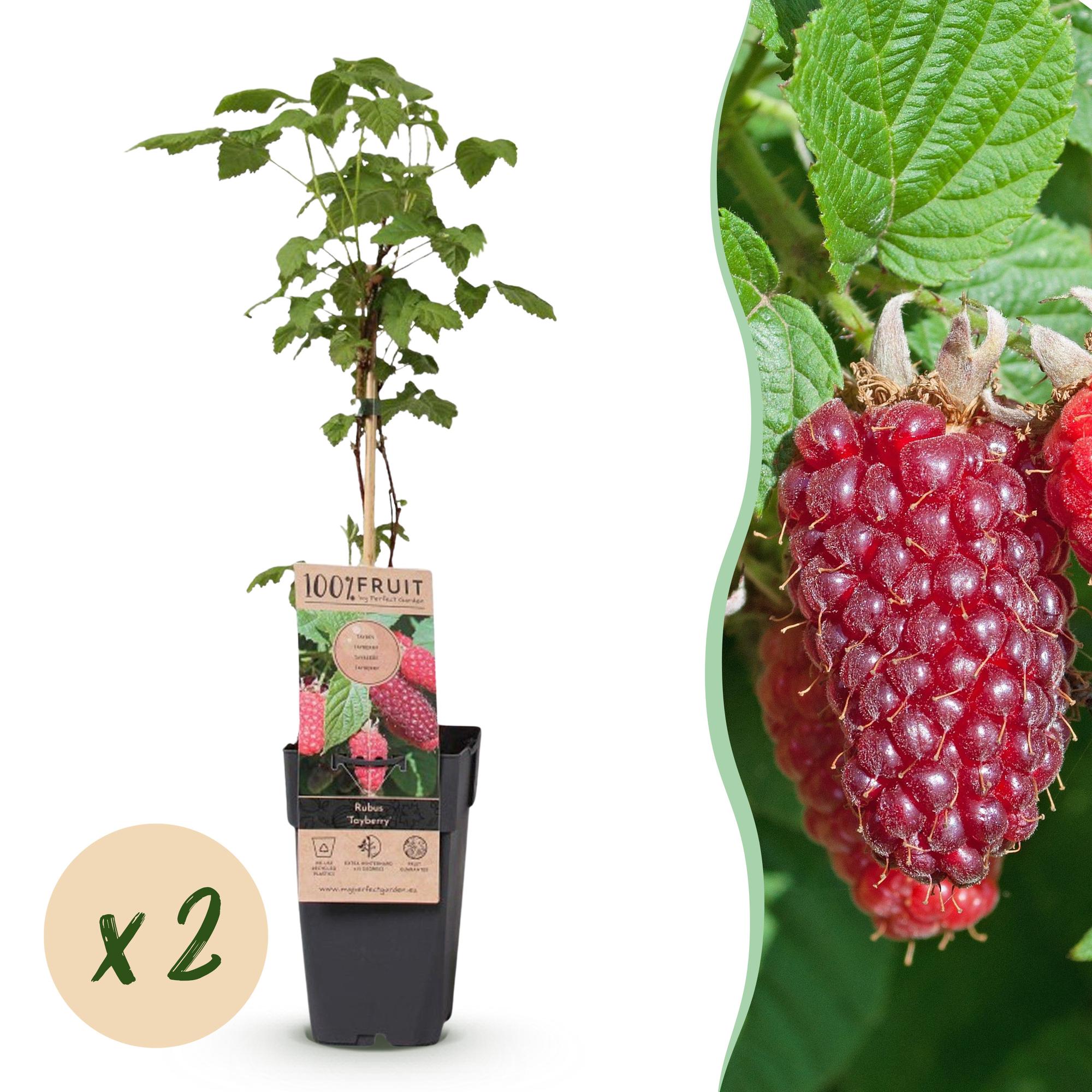 Rubus log. Tayberry - Braamboos - Winterhard - Paarse Framboos - 2 Planten - Pot 15cm - Hoogte 50cm
