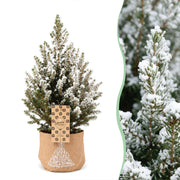 Picea glauca Conica - Kegelspar - Groen - Wit - Kerstboom - incl. jute zak - Ø17cm - ↕65cm