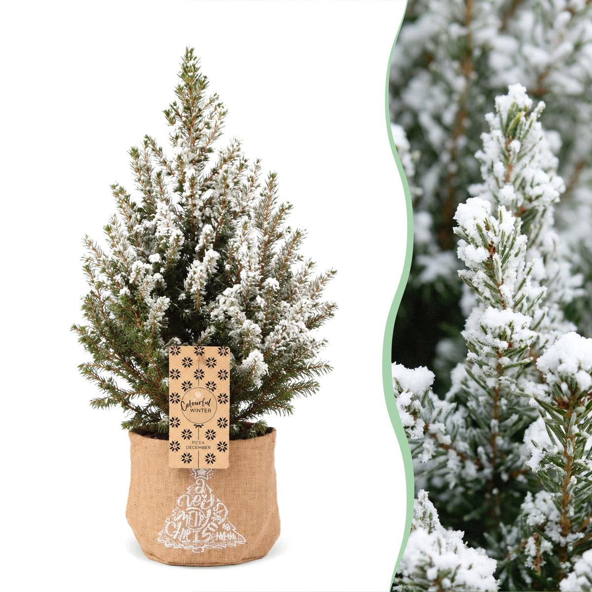 Picea glauca Conica - Kegelspar - Groen - Wit - Kerstboom - incl. jute zak - Ø17cm - ↕65cm