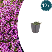 12x Thymus praecox 'Coccineus' - ↕10-25cm - Ø9cm