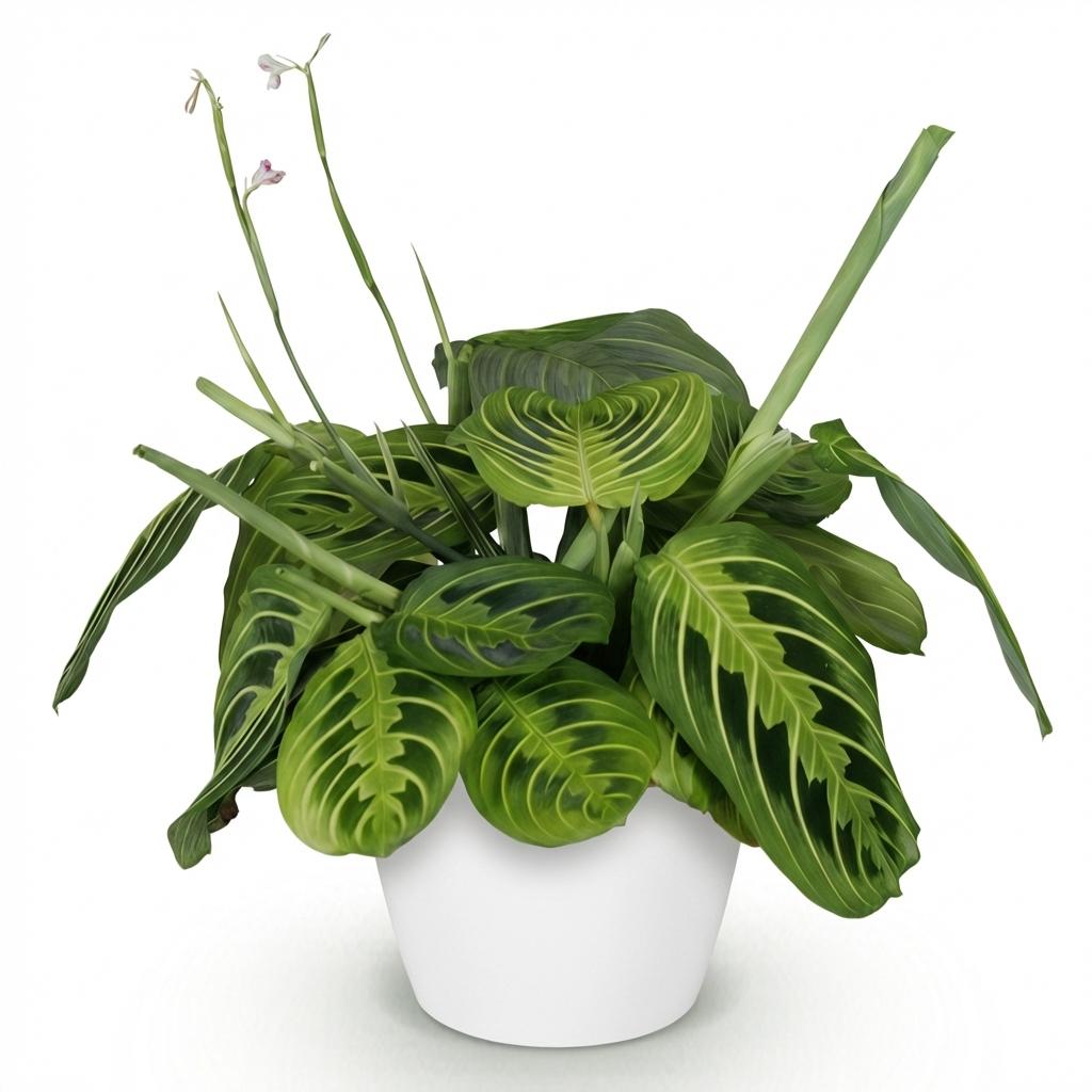 Maranta Fascinator Lemon Lime - Gebedsplant - met Potter Wit - Pot 12cm - Hoogte 25cm