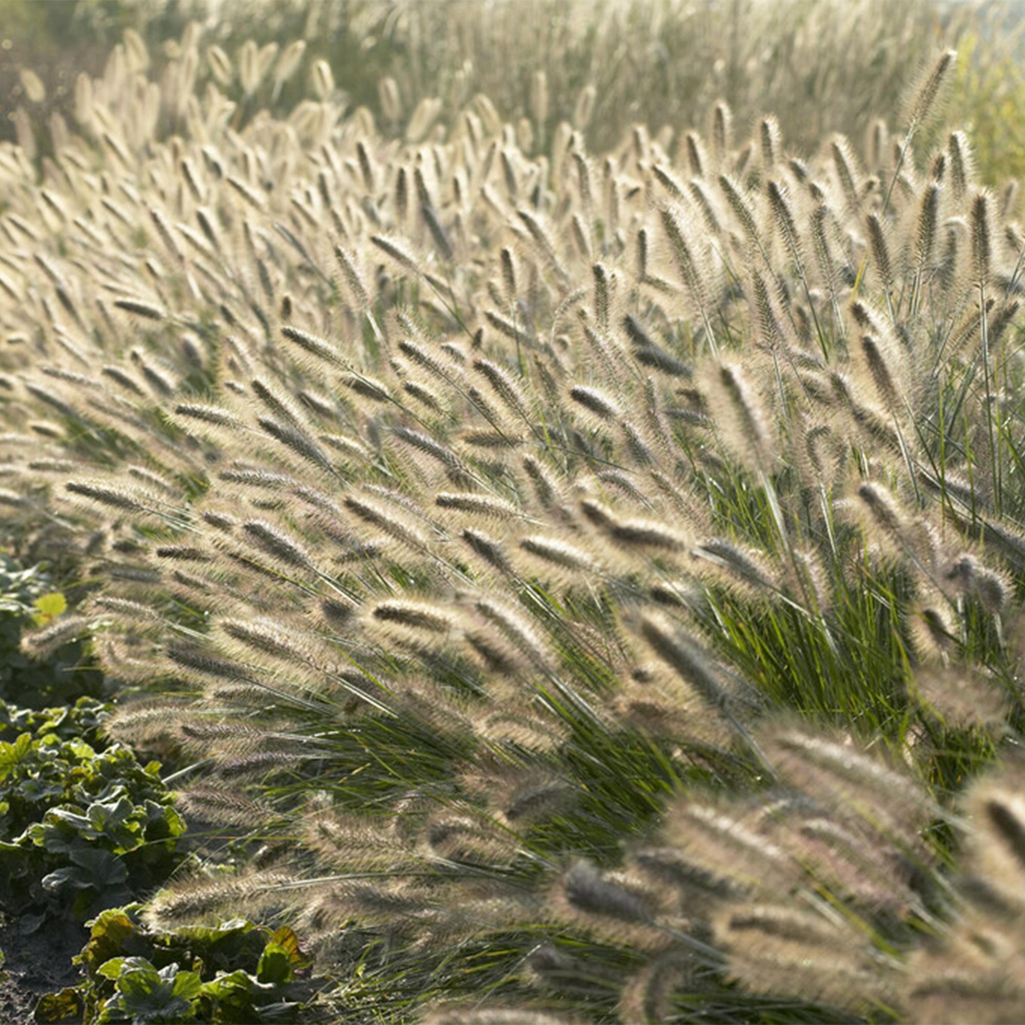 24x Pennisetum alopecuroides 'Hameln' - ↕10-25cm - Ø9cm