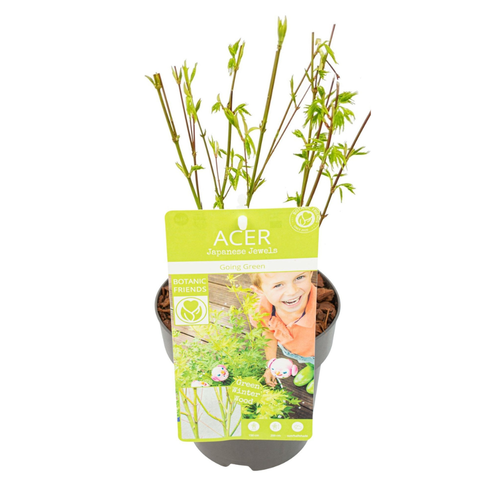 PROMOTION - Palmier Acer. 'Going Green' - Ø15cm - ↕50cm
