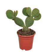 Opuntia microdasys - 17cm - without pot
